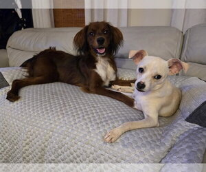 CreamPuff Chi3 *LOCAL* - Female Chihuahua-Unknown Mix Dog for Adoption - Photo #4
