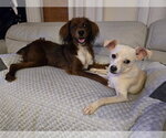 Small #3 Chihuahua Mix
