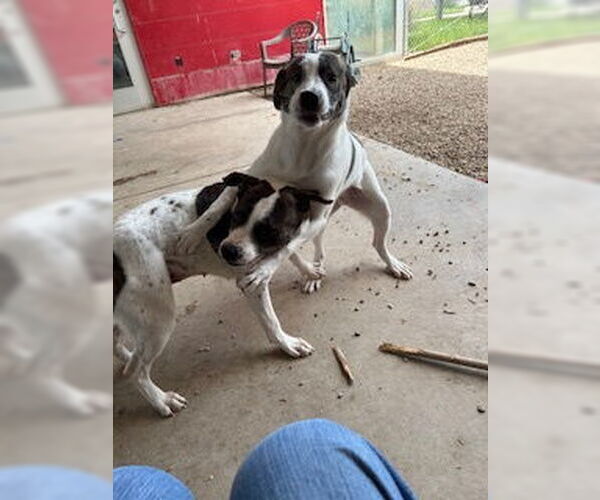 Medium Photo #2 Mutt Puppy For Sale in Pampa, TX, USA