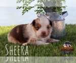 Small #16 Miniature Australian Shepherd
