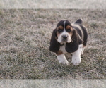 Small #3 Basset Hound