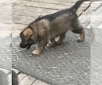 Small #14 German Shepherd Dog