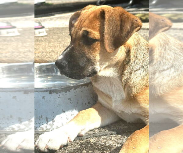 Medium Photo #3 Black Mouth Cur-Labrador Retriever Mix Puppy For Sale in Magnolia Springs, AL, USA