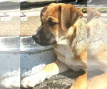 Small #2 Black Mouth Cur-Labrador Retriever Mix