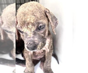 Labrador Retriever-Unknown Mix Dogs for adoption in Houston, TX, USA