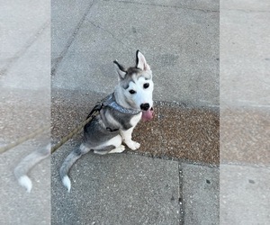 Siberian Husky Puppy for sale in CHICAGO, IL, USA