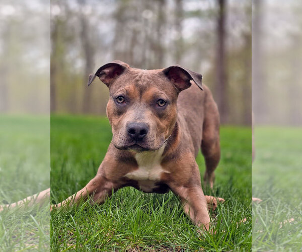 Medium Photo #2 American Pit Bull Terrier-Unknown Mix Puppy For Sale in Westminster, MA, USA