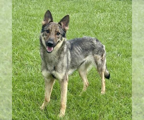 Medium Photo #3 German Shepherd Dog Puppy For Sale in Conroe, TX, USA