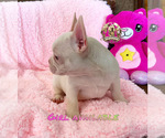 Small Photo #6 French Bulldog Puppy For Sale in LEHIGH ACRES, FL, USA