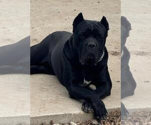 Father of the Cane Corso puppies born on 02/13/2025