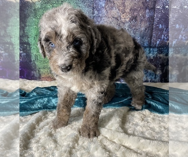 Medium Photo #8 Miniature Australian Shepherd-Miniature Bernedoodle Mix Puppy For Sale in BLUE SPRINGS, MO, USA