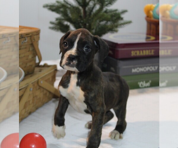 Medium Photo #3 Boxer Puppy For Sale in SHIPSHEWANA, IN, USA