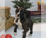 Small Photo #3 Boxer Puppy For Sale in SHIPSHEWANA, IN, USA