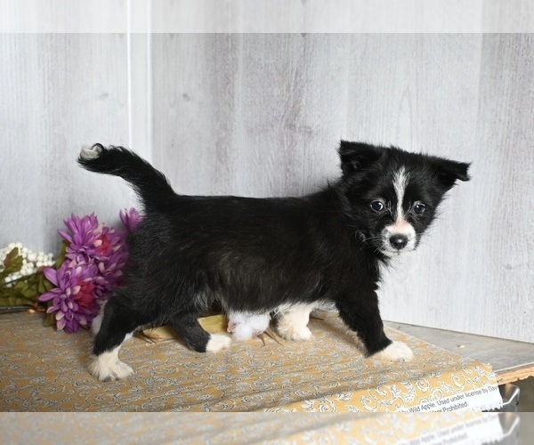 Medium Photo #3 Shiba Inu-Shih Tzu Mix Puppy For Sale in DRESDEN, OH, USA