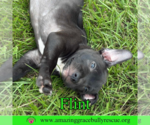 Small #2 American Bulldog Mix