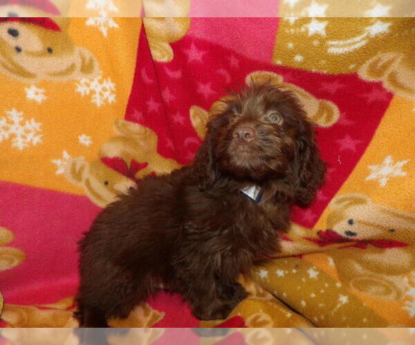 Medium Photo #5 Aussie-Poo Puppy For Sale in PATERSON, NJ, USA
