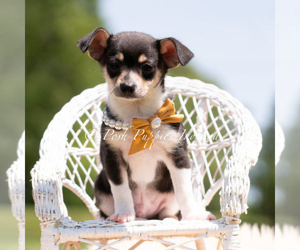 Medium Photo #4 Chihuahua Puppy For Sale in WARSAW, IN, USA
