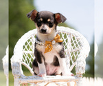 Small #3 Chihuahua