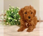 Small Photo #4 Goldendoodle-Poodle (Miniature) Mix Puppy For Sale in NEWPORT, PA, USA