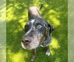 Small #1 Catahoula Leopard Dog Mix