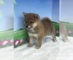 Small #6 Shiba Inu