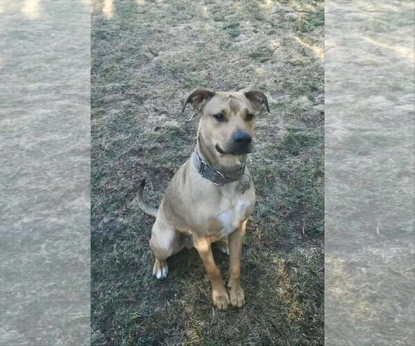 Medium Photo #4 Mutt Puppy For Sale in Oro Medonte, Ontario, Canada