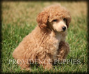 Small Photo #21 Poodle (Miniature) Puppy For Sale in COPPOCK, IA, USA