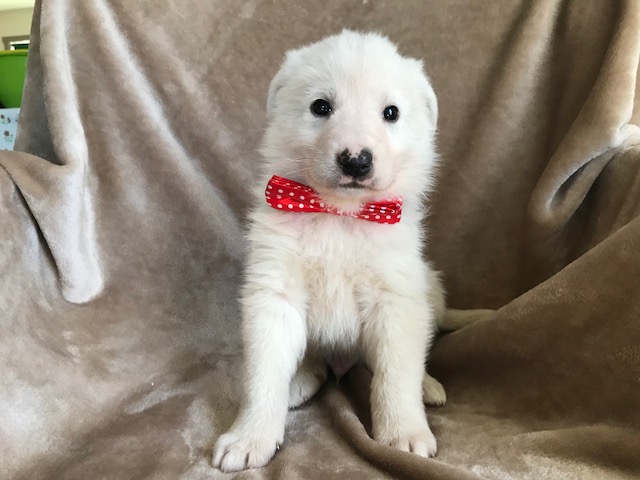 Medium Photo #1 Great Pyrenees-Maremma Sheepdog Mix Puppy For Sale in QUARRYVILLE, PA, USA