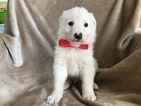 Small Photo #1 Great Pyrenees-Maremma Sheepdog Mix Puppy For Sale in QUARRYVILLE, PA, USA