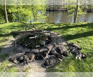 Gerberian Shepsky Puppy for sale in LANSING, MI, USA