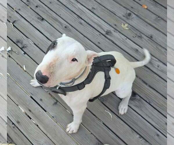 Medium Photo #1 Bull Terrier Puppy For Sale in Castle Rock, CO, USA