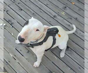 Bull Terrier Dogs for adoption in Castle Rock, CO, USA
