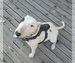 Spoticus - Male Bull Terrier Dog for Adoption - Small photo