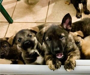 Cane Corso-German Shepherd Dog Mix Dog for Adoption in BURKESVILLE, Kentucky USA