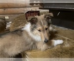 Small Photo #6 Collie Puppy For Sale in SOMERSET, CO, USA