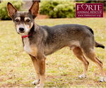 Small #3 American Rat Pinscher