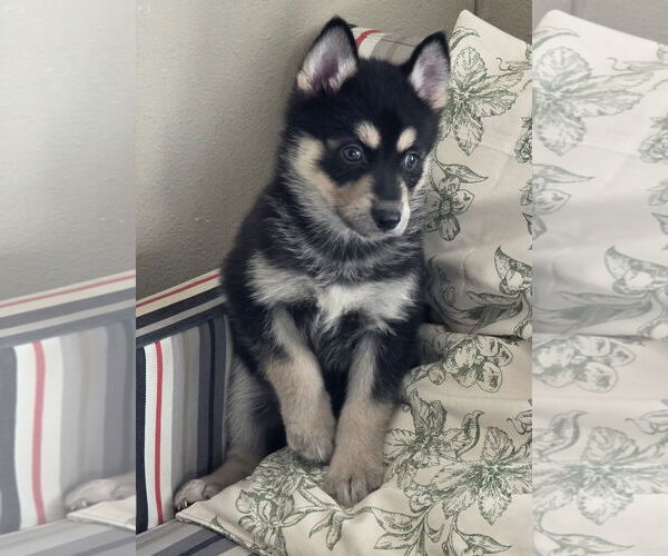 Medium Photo #3 Siberian Husky-Unknown Mix Puppy For Sale in McKinney, TX, USA