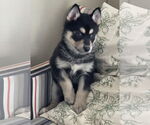 Small #2 Siberian Husky Mix