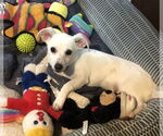 Small #1 Chiweenie