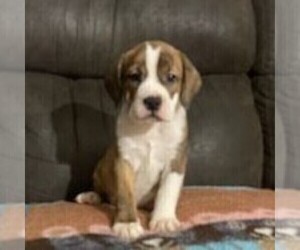 Beagle-English Bulldog Mix Puppy for sale in HOLMESVILLE, OH, USA