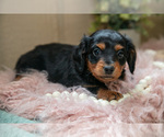 Small #2 Dachshund