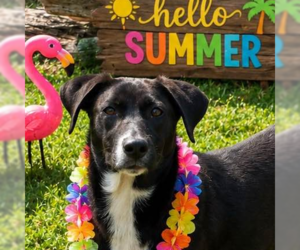 Labrador Retriever Dogs for adoption in Yardley, PA, USA