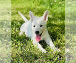 Image preview for Ad Listing. Nickname: Sadie