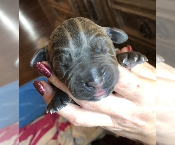 Medium Photo #1 Cane Corso Puppy For Sale in MOBILE, AL, USA