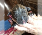 Small Photo #1 Cane Corso Puppy For Sale in MOBILE, AL, USA