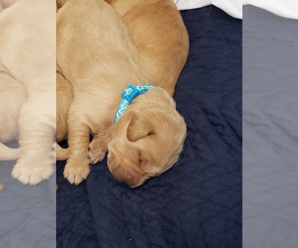 Medium Photo #77 Labradoodle Puppy For Sale in WASHOUGAL, WA, USA
