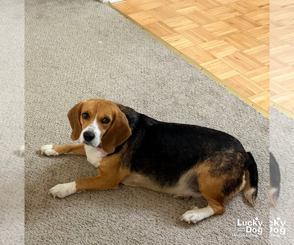 Medium Photo #4 Beagle-Unknown Mix Puppy For Sale in Washington, DC, USA