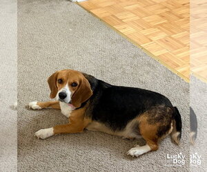 Cora - Female Beagle-Unknown Mix Dog for Adoption - Photo #4