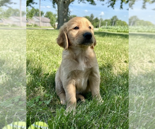 Medium Photo #19 Golden Retriever Puppy For Sale in GREENFIELD, IN, USA