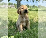 Small Photo #19 Golden Retriever Puppy For Sale in GREENFIELD, IN, USA